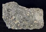 Promicroceras sp. SPATH 1925, Cymbites sp. (NEUMAYR 1878) & ?Gagaticeras sp. BUCKMANN1913 - Bild © FossNet FossilienStore